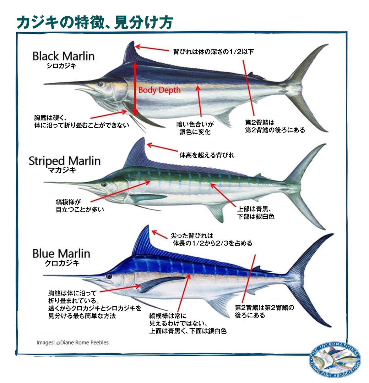 カジキの特徴、見分け方